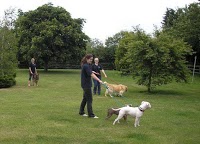 Dog Boarding Kennels In Peterborough Uk Dog Boarding Kennels In Peterborough Uk