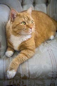 Lost And Found Orange White Male Coon Cat Lost And Found Orange White Male Coon Cat
