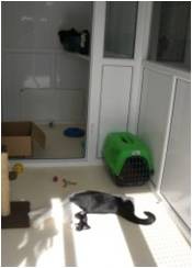 Clearwood Boarding Cattery 261698 Image 1