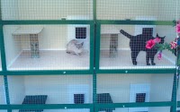 Happy Stay Cattery and Kennels 262801 Image 3