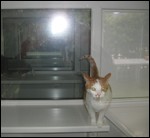 Jans Cattery 261838 Image 7