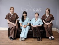 Kitten To Cat   Cat Only Clinic 259668 Image 2