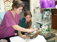 The Chipping Norton Veterinary Hospital 262869 Image 4
