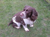 Dog Kennels Bridlington Dog Kennels Bridlington