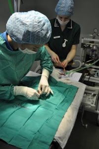 Aston Clinton Veterinary Centre 262131 Image 5