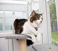 Cat Willows Boarding Cattery 261047 Image 6