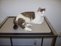 Cats Whiskers Veterinary Clinic (Worthing) 259951 Image 4