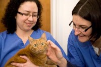 Cats Whiskers Veterinary Clinic (Worthing) 259951 Image 6