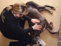 Chartered Veterinary Physiotherapy service 262140 Image 1