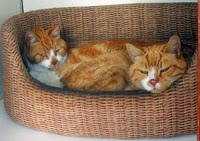 Comfy Cats Cattery 261161 Image 0