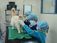 Drove Veterinary Hospital 260937 Image 7