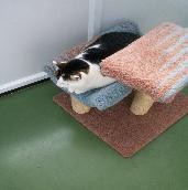 Martlets Cattery 263520 Image 4