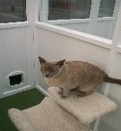 Martlets Cattery 263520 Image 5