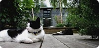 Moggie Minders Cattery 260798 Image 0