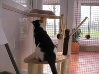 Park Cattery 263459 Image 3
