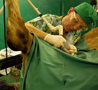 Paton and Lee Equine Veterinary Surgery 261906 Image 0