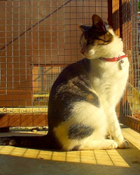 Pussy Willows Cattery Ltd 260858 Image 0