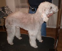 Roxie Delux Dog Grooming 261656 Image 2