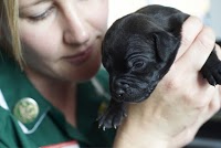 Thameswood Veterinary Clinics Ltd 260998 Image 4