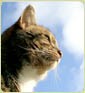 Windsor Cat Visits 262638 Image 1