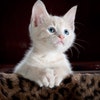 Vets4Pets Ltd avatar